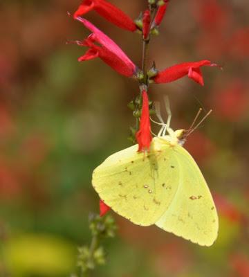 The Elusive Clouded Sulphur