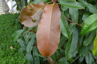 Photinia serrulata New Leaf (04/10/2015, Kingston Maurward Gardens, Dorchester)