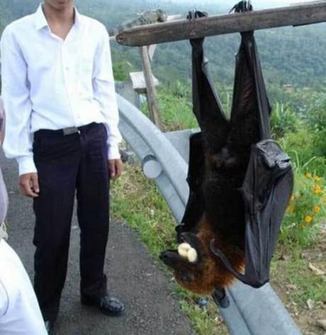 Top 10 Rare And Unusual Species of Bats