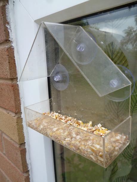 Bird Seed Feeder for Window
