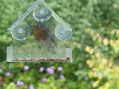 Window bird feeder