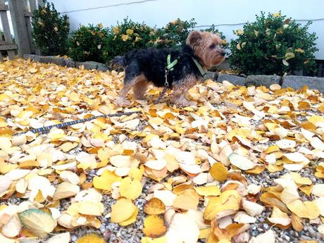 Priscilla-the-Yorkshire-Terrier-Autumn-Leaf-Litter-on-Long-Island