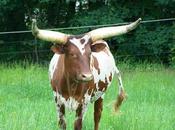 C.S. Lewis Sacred Cows