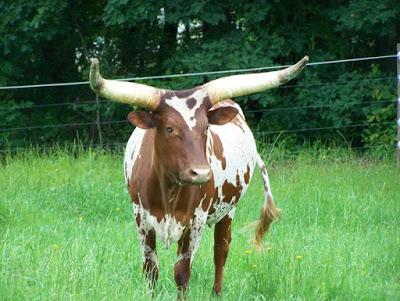 Of C.S. Lewis and sacred cows