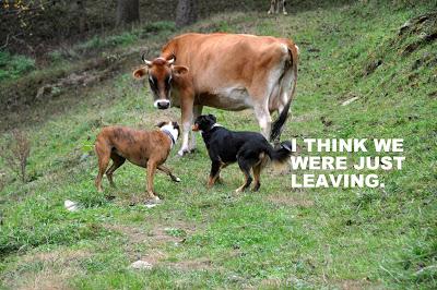 Dog Meets Cow