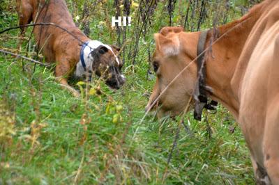 Dog Meets Cow