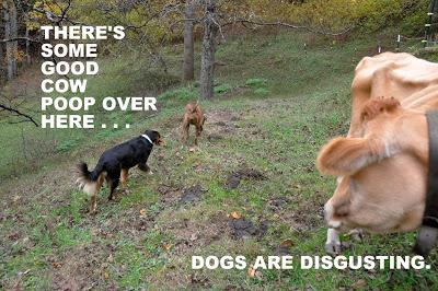 Dog Meets Cow
