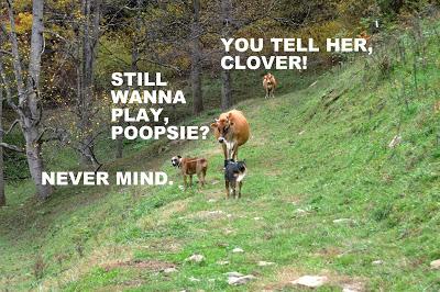 Dog Meets Cow
