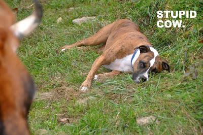 Dog Meets Cow