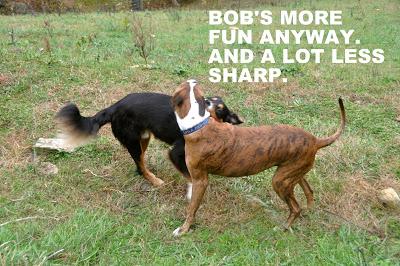 Dog Meets Cow