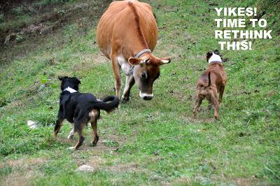Dog Meets Cow