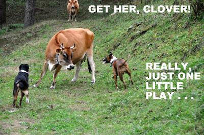Dog Meets Cow