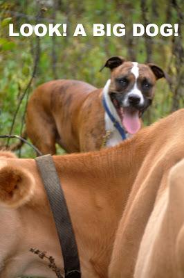 Dog Meets Cow