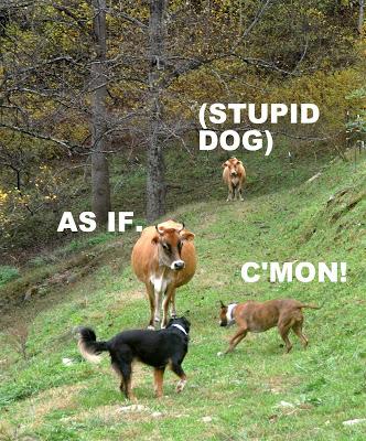 Dog Meets Cow