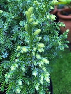A conundrum of conifers