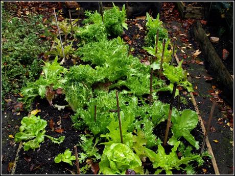 October salads