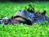 Miraculous Water Horse Hippopotamuses