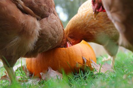 chickens eating a pumpkin