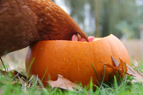 chicken eating a pumpkin