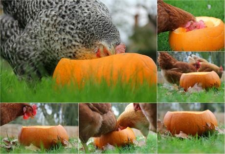 pumpkin collage