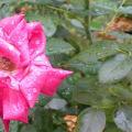 DSCN5688