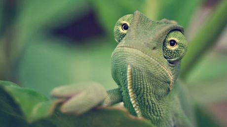 Researchers Use Video Games to Test Chameleons' Vision : eAskme Researchers Use Video Games to Test Chameleons' Vision : eAskme