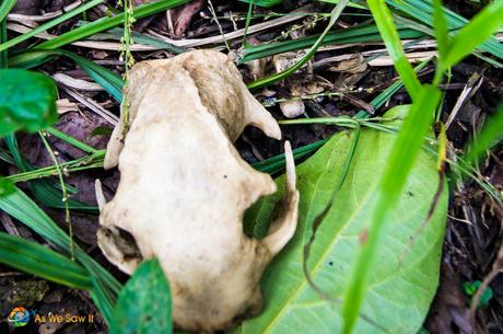 Animal skull found on the ground in Panama rainforest.