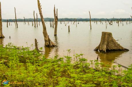 The flooding of Gatun Lake created a graveyard of trees