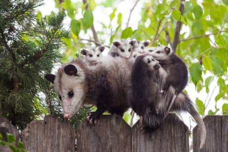 possum mom with babies