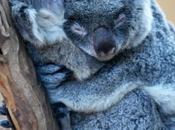 Animal Moms with Their Babies