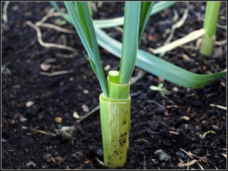 Re-sprouting Leeks