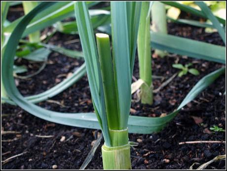 Re-sprouting Leeks