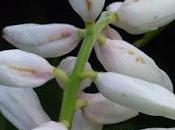 Cardamom-flavoured Surprise