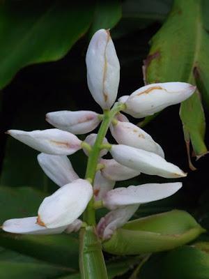 A cardamom-flavoured surprise