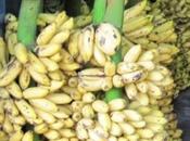 Speckled Banana Scientists Shelf-life Bananas