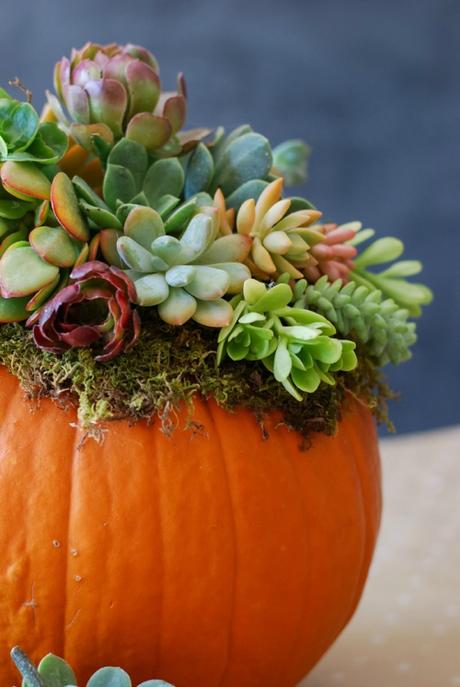 Pumpkin Succulent DIY Fall Arrangement