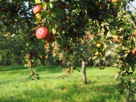 apples hanging from branch