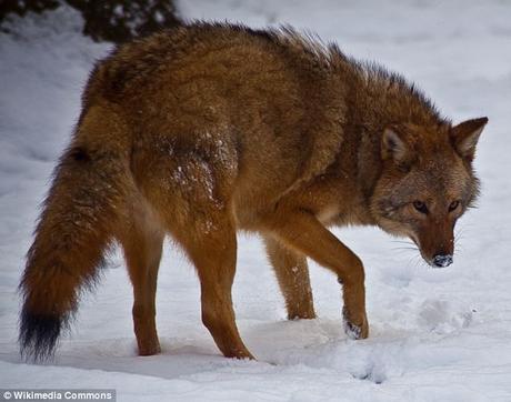 hybrid animals ...Liliger !  and  Coywolf