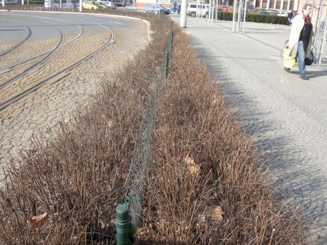 Olomouc Train Station Transport Hub, Czech Republic - Barrier Planting to Tram Route