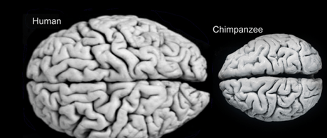 Heat: another reason humans have big brains