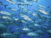 Solution Criminal Overfishing Comes Closer