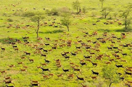 wild migration at South Sudan ~ elephants killed at Zimbabwe