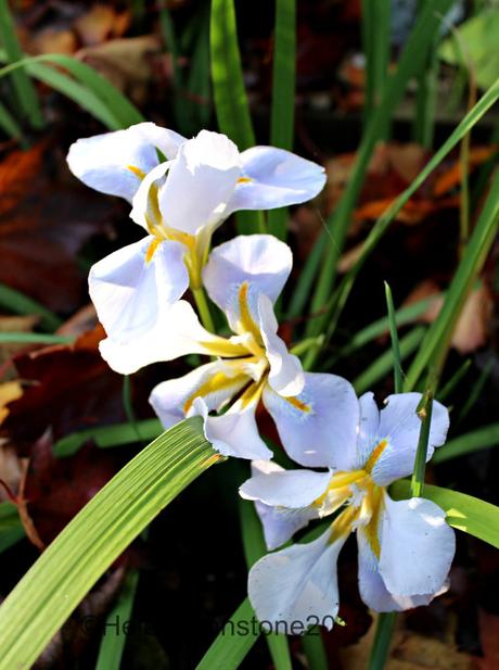 Iris unguicularis 'Walter Butt'