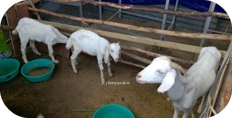 'Raising the Baa' - destressing the people & making them feel relaxed !!