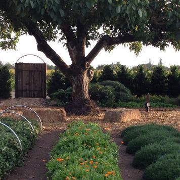 Sonoma Series | Kendall Jackson Wine Estate & Gardens