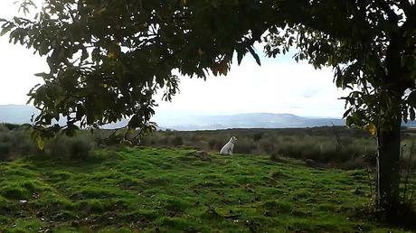 the family chestnut grove in Penela da Beira