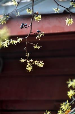 Witch Hazel