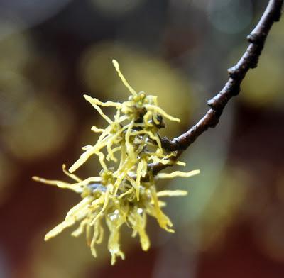 Witch Hazel