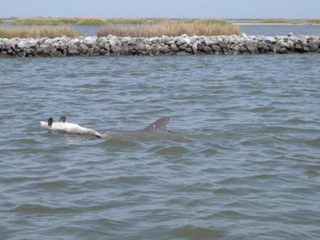 Study documents high rate of reproductive failure in dolphins hit by Deepwater Horizon oil spill