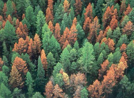 Lodgepole pine and bark beetles